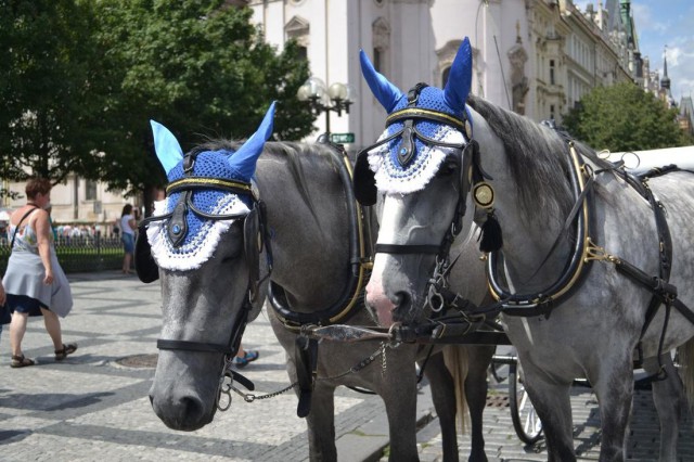 На Староместской площади (Staroměstské náměstí) На Староместской площади (Staroměstské náměstí)