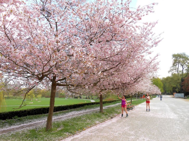 Стромовка (Stromovka)