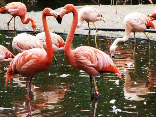 Пражский зоопарк (Zoo Praha)