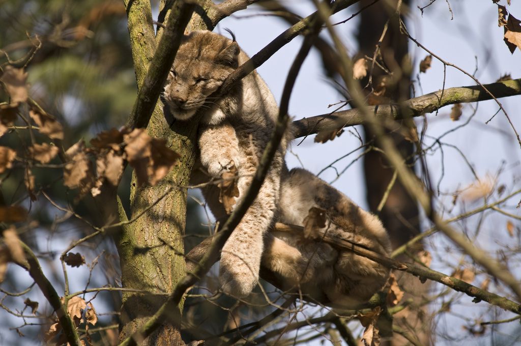 Зоопарк в Дечине (Zoologická zahrada Děčín или ZOO DĚČÍN)