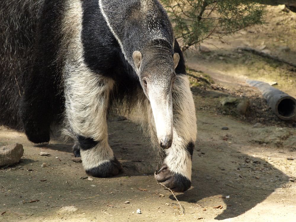 Зоопарк в Дечине (Zoologická zahrada Děčín или ZOO DĚČÍN)