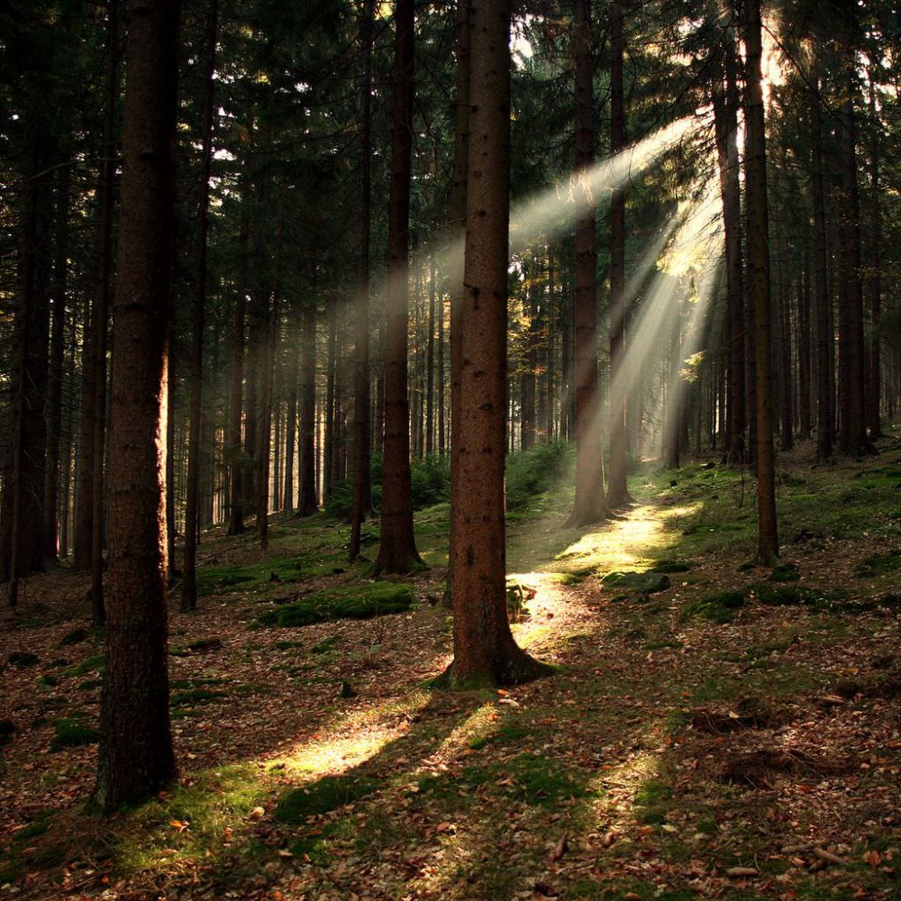 Национальный парк Шумава (Národní park Šumava) Чехия