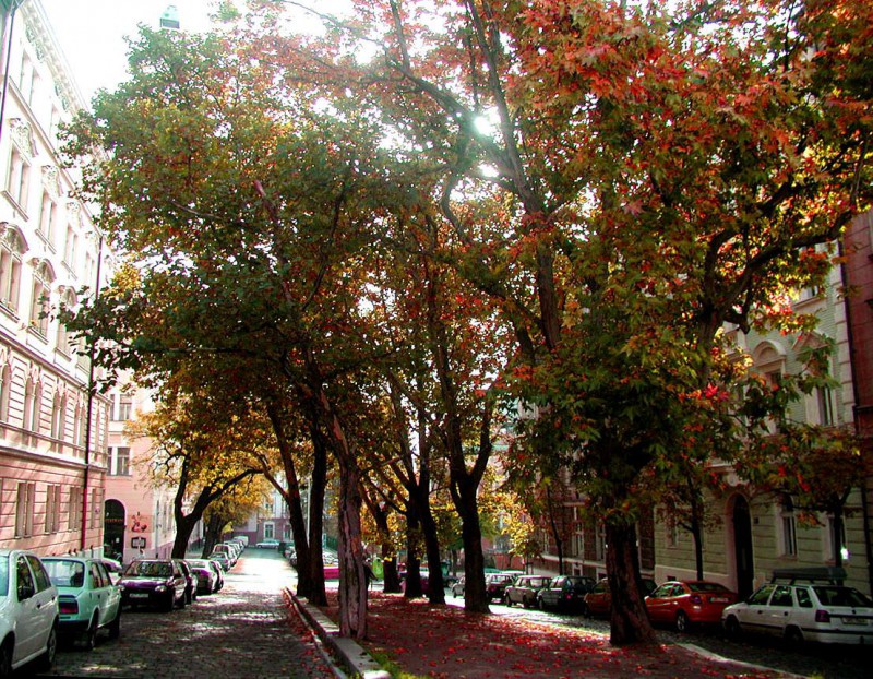 Винограды (Vinohrady)
