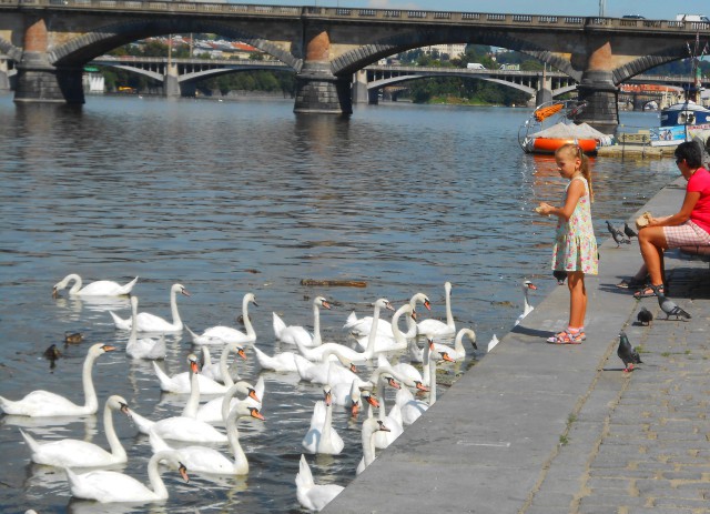 Лебеди на Влтаве