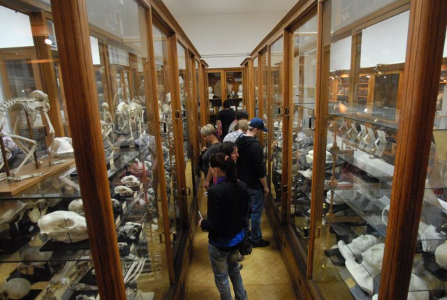 Музей человека Грдличка (Hrdličkovo Muzeum člověka)